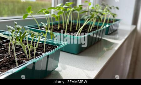 Grüne Setzlinge, die in Kunststoffschalen auf einer Fensterbank wachsen, mit natürlichem Licht, das die jungen Pflanzen und den Boden in einer häuslichen Gartenumgebung beleuchtet Stockfoto
