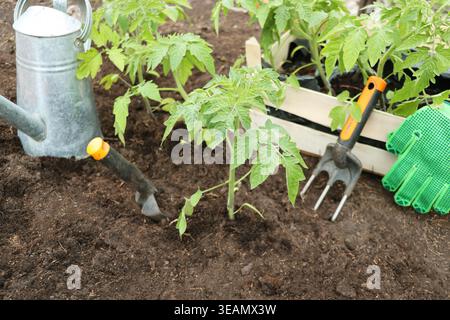 Setzling, Tomatenpflanze, Pflanzen, Setzling, Setzlinge, Tomatenpflanzen, Pfropfen Stockfoto