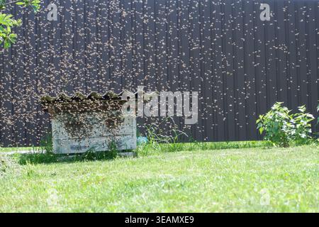 Ein großer Schwarm Bienen fliegt in einen alten verlassenen Bienenstöcke. Migration von Bienen. Wilde Bienen. Ein Schwarm von Fliegen. Honigbiene (APIs mellifera) Stockfoto