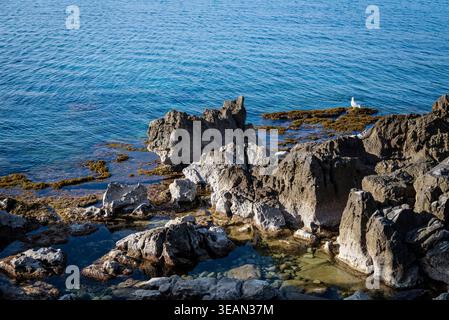 Eine einzige Möwe an der felsigen Küste, Cefalù, Sizilien, Italien Stockfoto