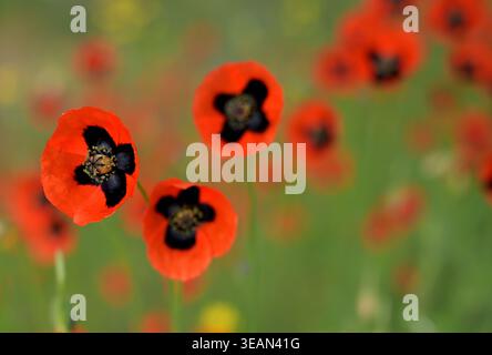 Maismohn (Papaver Rhoeas) Rote Wildblumen mit schwarzen Zentren in Meadow Nahaufnahme Stockfoto