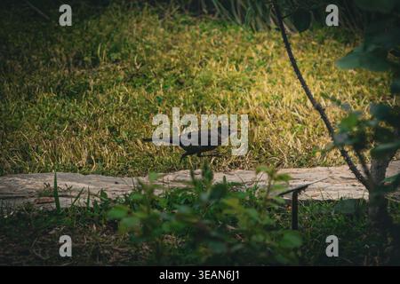 Gemeine Amsel, die auf einem Steinweg in einem grünen Garten spaziert. Stockfoto