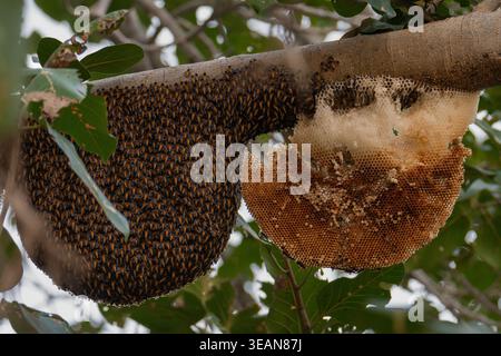 Wilde Riesenhonig (APIs dorsata) schwärmen und freiliegende Waben auf Baumzweigen im Ranthambore-Nationalpark, Rajasthan, Indien Stockfoto