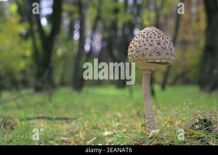 Macrolepiota procera Parasol Pilz wächst im Waldgras horizontal Stockfoto