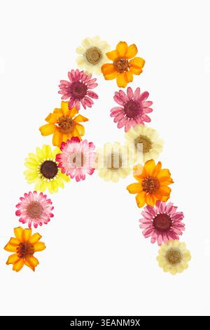Ein Buchstabe „A“ aus verschiedenen bunten Blumen. Stockfoto