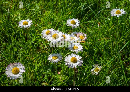 Auf einer grasbewachsenen Wiese blüht eine Gruppe von Ochsenaugen, die an einem hellen Frühlingstag Sonnenlicht einfangen. Stockfoto