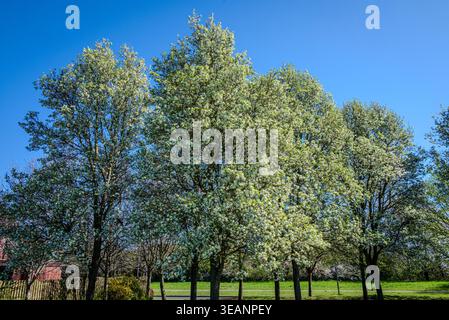 Gruppe von weißblühenden Krabbenapfelbäumen in voller Blüte in der Nähe eines Wohngebietes in Großbritannien während des frühen Frühlings. Stockfoto