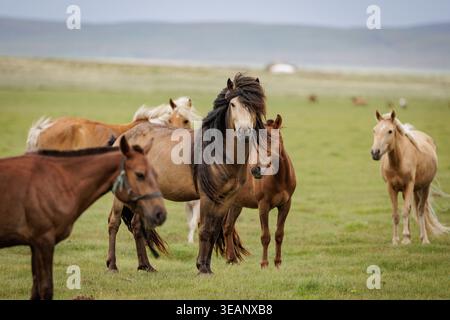 Mongolische Pferde (Equus caballus) weiden auf der Steppe in der Nähe von Elsen Tasarkhai, Provinz Övörkhangai, Zentralmongolei. Stockfoto