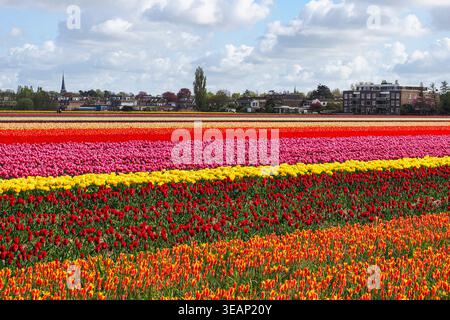 Farbenfrohe Felder mit zahlreichen blühenden Tulpenblüten im april, Frühling. Lisse, Niederlande, neben Keukenhof, dem größten botanischen Garten Europas. Stockfoto