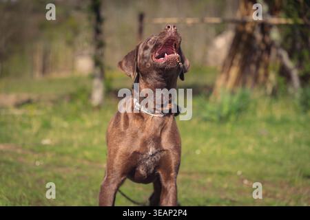 Brauner Hund auf grünem Gras in Park-Umgebung Stockfoto