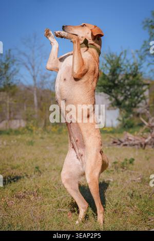 Brauner Hund auf grünem Gras in Park-Umgebung Stockfoto