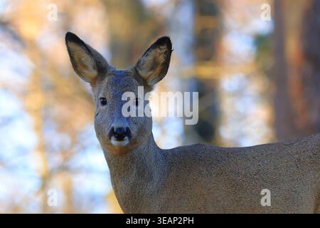 Europäischer Reh (Capreolus capreolus) in Waldwäldern mit weichem Herbstlicht und verschwommenem Hintergrund. Stockfoto