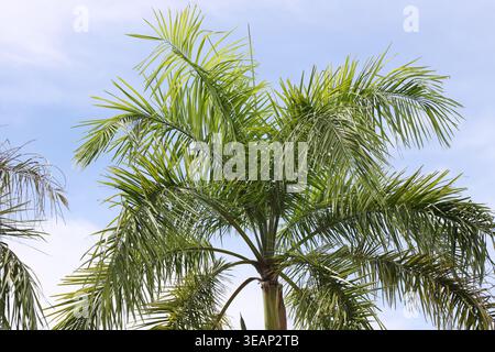 Schmutzige, knallfrische, hellgrüne Wobeln auf der Palme vor hellblauem Himmel (tropisch) Stockfoto