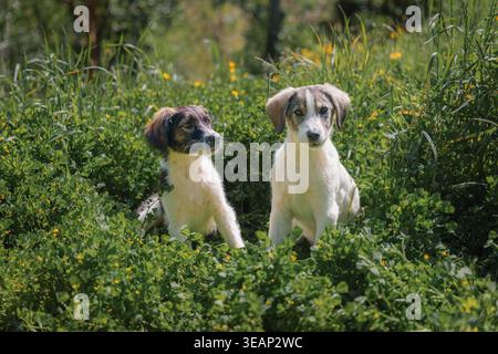 Niedliche Welpen sitzen zusammen in Gras und blühenden Blumen Stockfoto