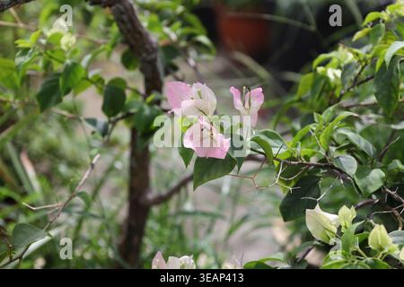 Zarte papierrosa weiße Blüten, spatförmige Blätter, die am Stielende sprießen (Makro, Nahaufnahme) Stockfoto