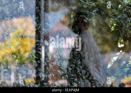 Reflexion von Kellner und Blättern im Glasfenster Stockfoto