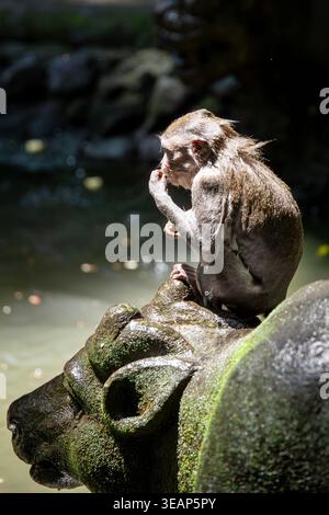 Feuchter Makaken, der auf einer Steinstatue in einem flachen Teich im tropischen Wald sitzt Stockfoto