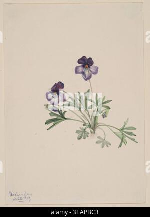 Historische botanische Tafel-Illustration von Birdsfoot Violet (Viola pedata), 1917, von Mary Vaux Walcott, die zarte lila Wildblumen mit fein geteilten Blättern in einem detaillierten botanischen Illustrationsstil darstellt. Stockfoto