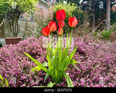 Leuchtend rote Tulpen in voller Blüte vor einem Hintergrund von violettem Heidekraut, Surrey, BC, Kanada. Aufgenommen an einem sonnigen Frühlingstag am 23. April 2026. Stockfoto
