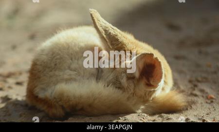 Fennec Fuchs schläft auf Sand mit großen Ohren Wüstentier aus nächster Nähe Stockfoto