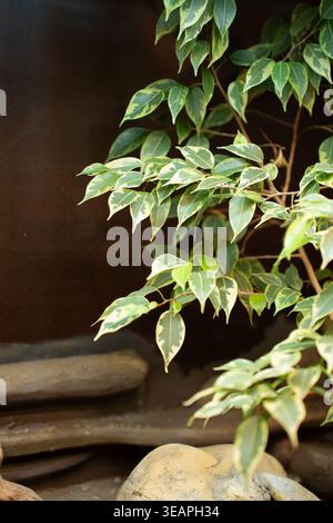Nahaufnahme von verschiedenartigen Ficus-Zweigen mit grünen und cremefarbenen Blättern, die über glatte Steine kaskadieren, vor einem warmen dunkelbraunen Hintergrund, sanftem natürlichem Licht Stockfoto