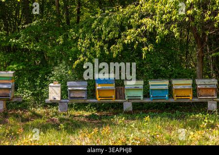 Reihe bemalter Holzbienhäuser in verschiedenen Farben (weiß, Grau, Blau, Gelb, Petrol) auf einem Holzständer in der Natur. Laubbaum mit sonnendurchfluteter grüner Decke Stockfoto