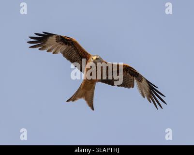 Roter Drachen (Milvus milvus) im Flug gegen klaren blauen Himmel mit voll ausgebreiteten Flügeln, Italien Stockfoto