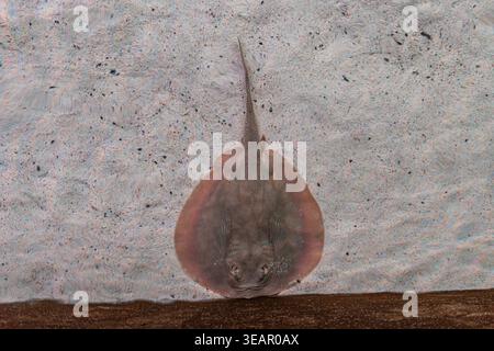 Nahaufnahme langgestreckter, getarnter Meeresbewohner auf Beton in Unterwasserszene, sanfte Beleuchtung, geringe Tiefenschärfe, intime Atmosphäre Stockfoto