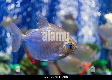 Nahaufnahme eines tropischen Fisches in einem Aquarium, mit Farbverlauf Blau und Silber andere ähnliche Arten im Hintergrund gesehen klares Wasser, br Stockfoto