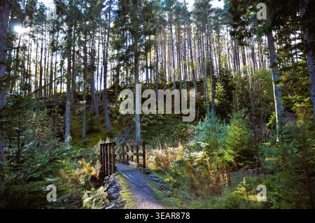 Holzsteg über einen kleinen Bach in Allean Forest, Schottland, umgeben von hohen Kiefern und sonnendurchflutetem Wald in einer friedlichen natürlichen Umgebung Stockfoto