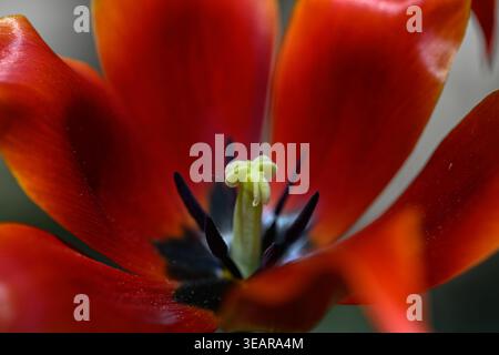 Ein Makrofoto erfasst die komplexen Details des Stamms und des Pistils einer leuchtenden roten Tulpe. Das Bild hebt die zarte, verschwommene Textur des Stamms hervor Stockfoto