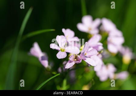 Eine Nahaufnahme zarter rosa Blumen, die in einem üppigen grünen Feld blühen. Das Bild fängt die Schönheit der vergänglichen Momente der Natur ein und lädt die Zuschauer ein Stockfoto