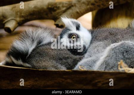 Ein Ring überschwängte Lemur mit einem weit offenen Auge, das auf dem Rücken eines anderen liegt Stockfoto