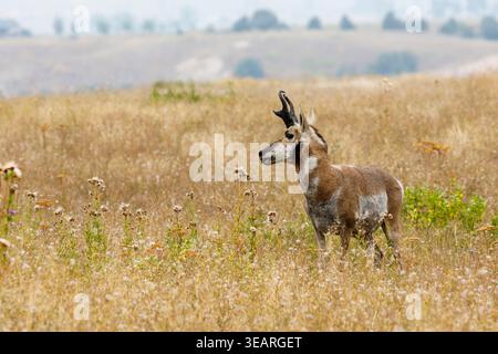 Gabelantilope, Antilocapra americana, National Bison Range, Dixon, Montana, USA Stockfoto