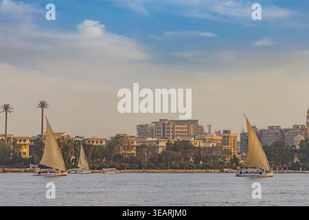 Traditionelle Feluken mit braunen Segeln gleiten entlang des Nils in Kairo, Ägypten, vorbei an palmengesäumten Ufern und Gebäuden aus der Mitte des Jahrhunderts als warmes Licht Stockfoto