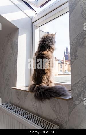 Eine langhaarige Katze sitzt auf einer Fensterbank und blickt nach draußen in das helle Tageslicht. Das sanfte Sonnenlicht hebt sein flauschiges Fell hervor, während es den Blick auf das Dach bietet Stockfoto