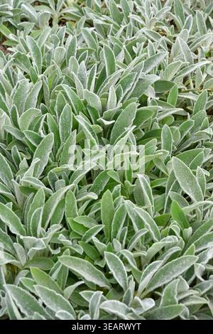 Silbergrau gefilztes Frühlingslaub von Lamb's Ears Stachys byzantina UK Garden abstraktes Muster April Stockfoto