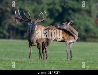 Rotwild Hirsch und Hind Stockfoto