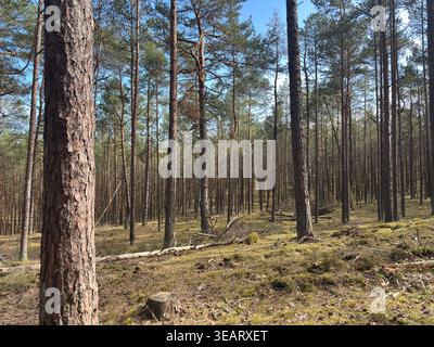 Kiefernwald auf der Halbinsel Hel in Polen mit sandigem Boden, geraden Stämmen und nadelbedecktem Boden in Küstenwäldern. Stockfoto
