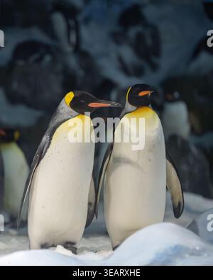 Nahaufnahme eines Paares Kaiserpinguine Stockfoto