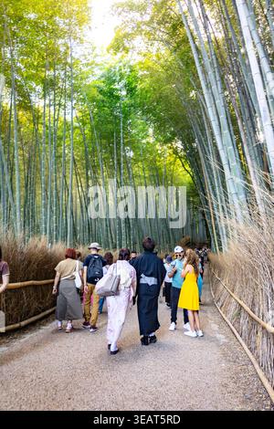 Kyoto, Japan - 11. Oktober 2025: Besucher gehen auf einem Weg durch den riesigen Bambuswald in Arashiyama Kyoto, wo das Sonnenlicht durch das dichte grüne Bambusdach filtert, Kyoto, Japan Stockfoto