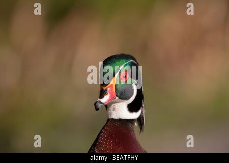 Ein Nahaufnahme-Porträt eines männlichen Wood Duck (Aix sponsa) mit seinem leuchtend schillernden grünen Wappen und seinem auffälligen roten Auge im Stanley Park, Vancouver. Stockfoto