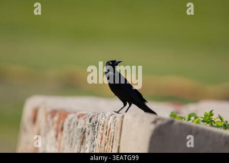 Ein männlicher Grackle (Quiscalus Major) thront auf einer historischen Steinmauer in Old San Juan, Puerto Rico Stockfoto