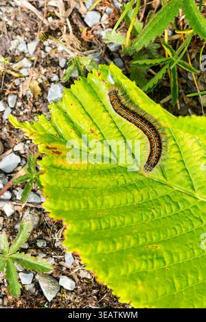 raupe, Wolfsmilch-Ringelspinner, Raupen Stockfoto