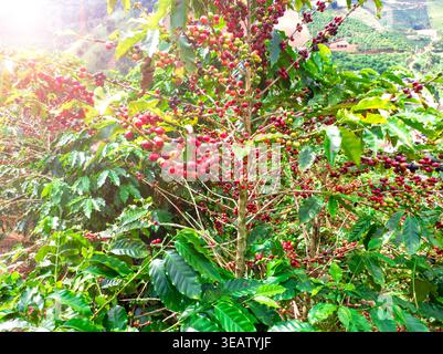 Kaffeeplantage mit Reifen und grünen Kirschen am Zweig in verschiedenen Reifestadien. Landwirtschaftskonzepte, brasilianische Kaffeewirtschaft. Stockfoto