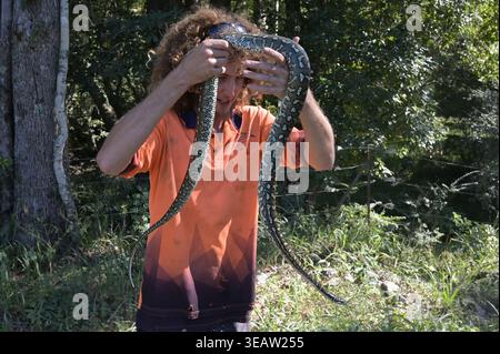 BELLINGEN, NSW – 15. APRIL 2026: Australischer Erwachsener mit Diamant-Python. Morelia spilota ist eine der markantesten Schlangen Australiens, die für sie bekannt ist Stockfoto