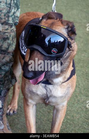Militärischer Arbeitshund mit Schutzbrille Stockfoto