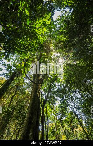 Der Sonnenstern scheint durch die grünen Baumkronen in der Copeland Tops Conservation Area in New South Wales, Australien. Natürliche Waldszene mit Sonnenlicht Stockfoto