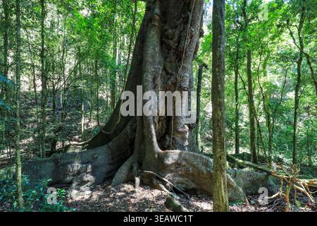 Tiefwinkelansicht der Strangler-Feige, die durch den Regenwald in Copeland Tops, New South Wales, Australien, aufsteigt. Malerische Waldszene mit hohem Baumstamm Stockfoto