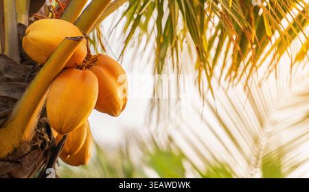 Kokosnüsse hängen von einer Palme in einem tropischen Gebiet. Die Sonne scheint durch die Blätter und schafft eine helle Szene. Die gelben Kokosnüsse heben sich ab Stockfoto